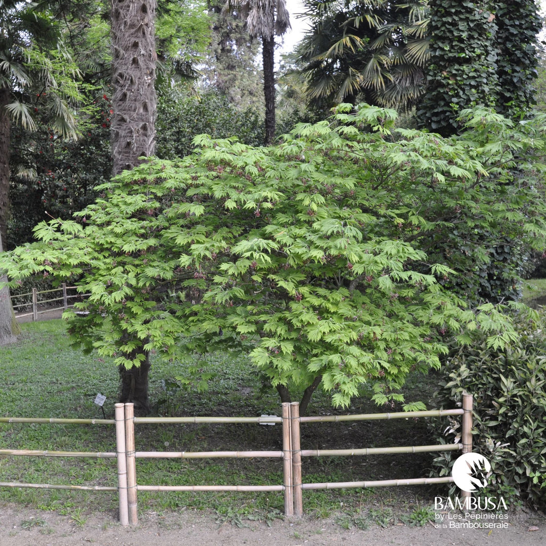 Planter un érable du Japon en pleine terre : quand, où et comment