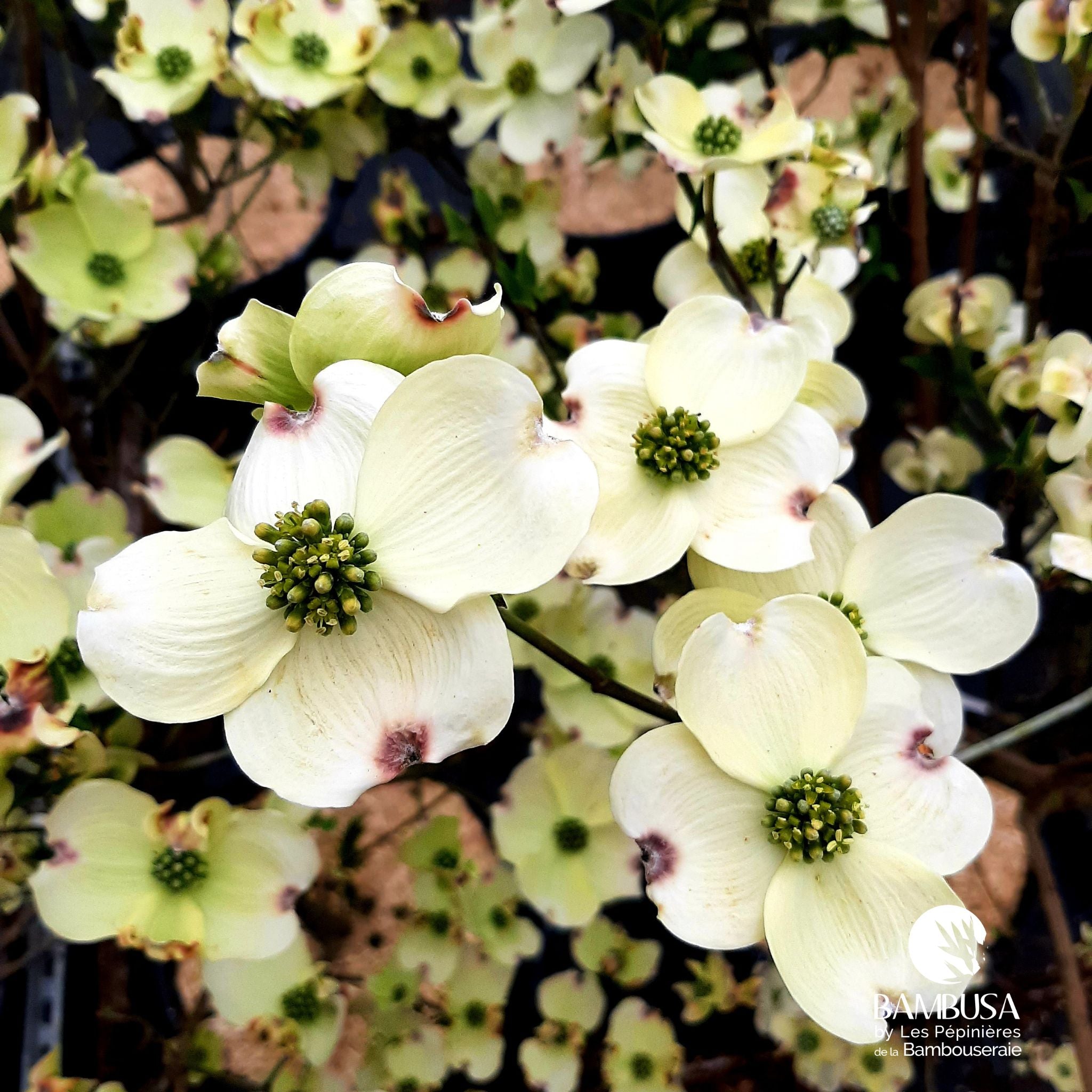 Cornus kousa ou cornus florida : quel cornouiller à fleurs choisir ?
