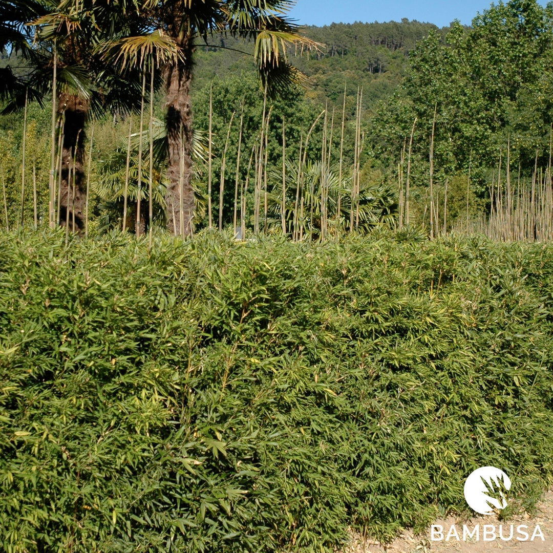 Haie de bambous dense en pleine terre formant un écran vert persistant toute l'année