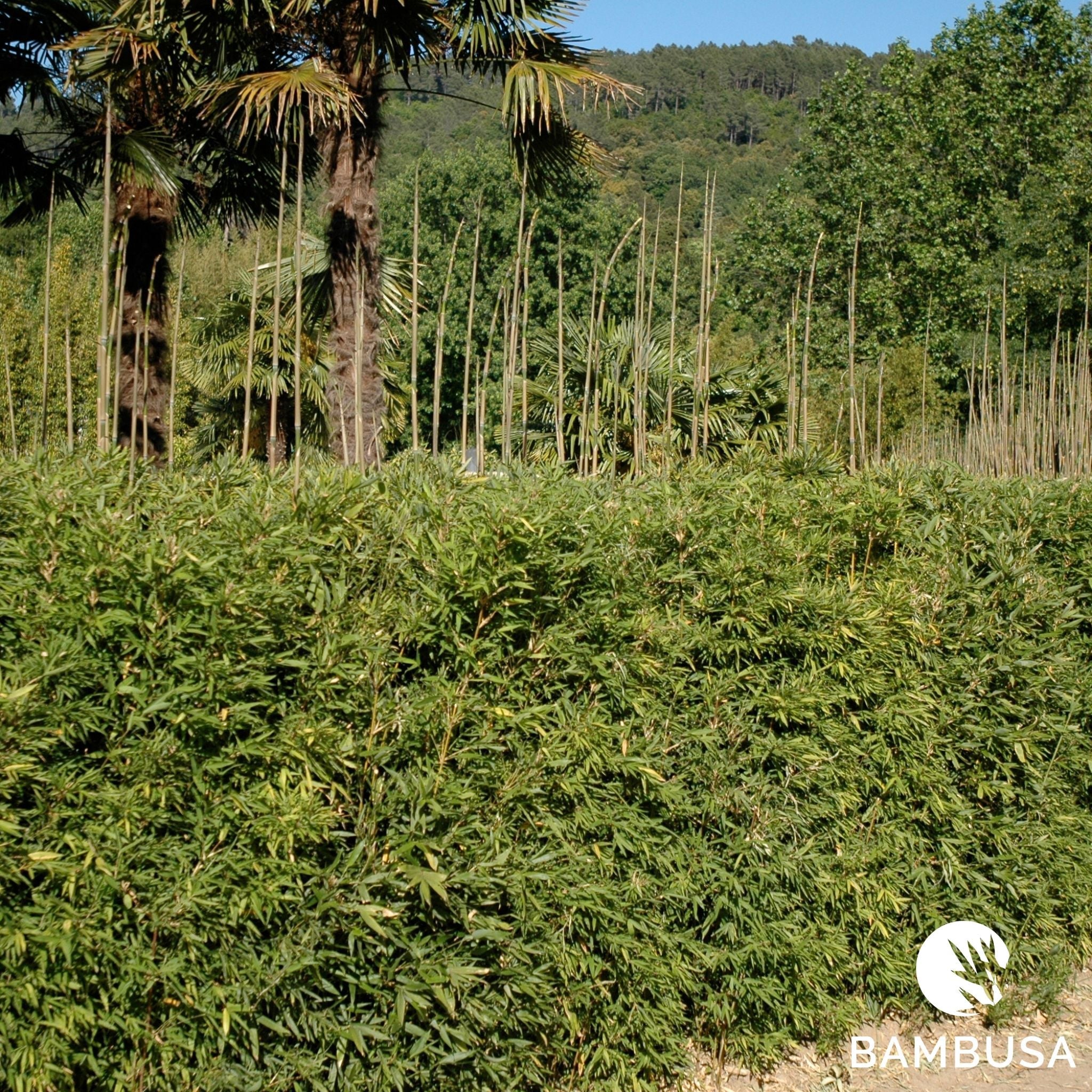 Haie de bambous dense en pleine terre formant un écran vert persistant toute l'année