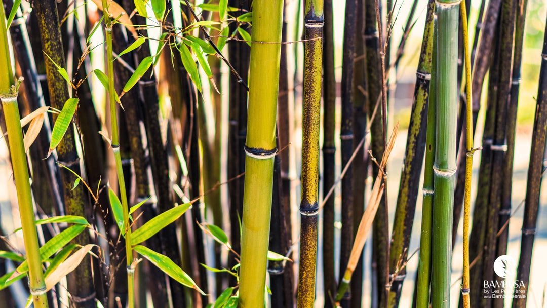 Mon bambou jaunit : les 4 causes et comment le sauver