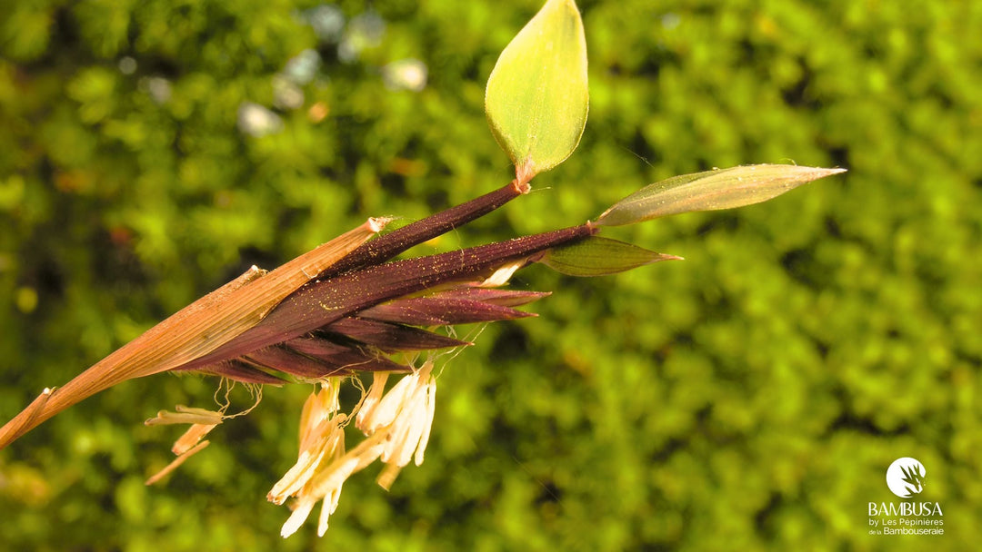 Floraison du bambou : pourquoi il fleurit et comment le sauver