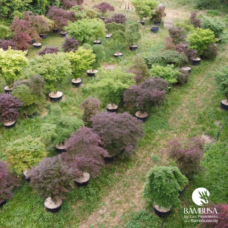 Vue aérienne d'une parcelle d'érables japonais aux feuillages verts et pourpres en pépinière