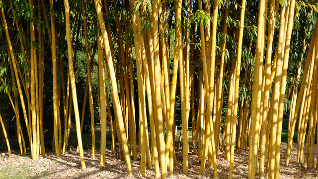Bambous
