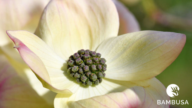 Cornouillers à fleur