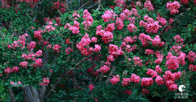 Lilas des Indes