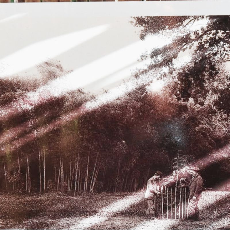 Bosquet de bambous géants traversé par la lumière, photographie ancienne teintée sépia