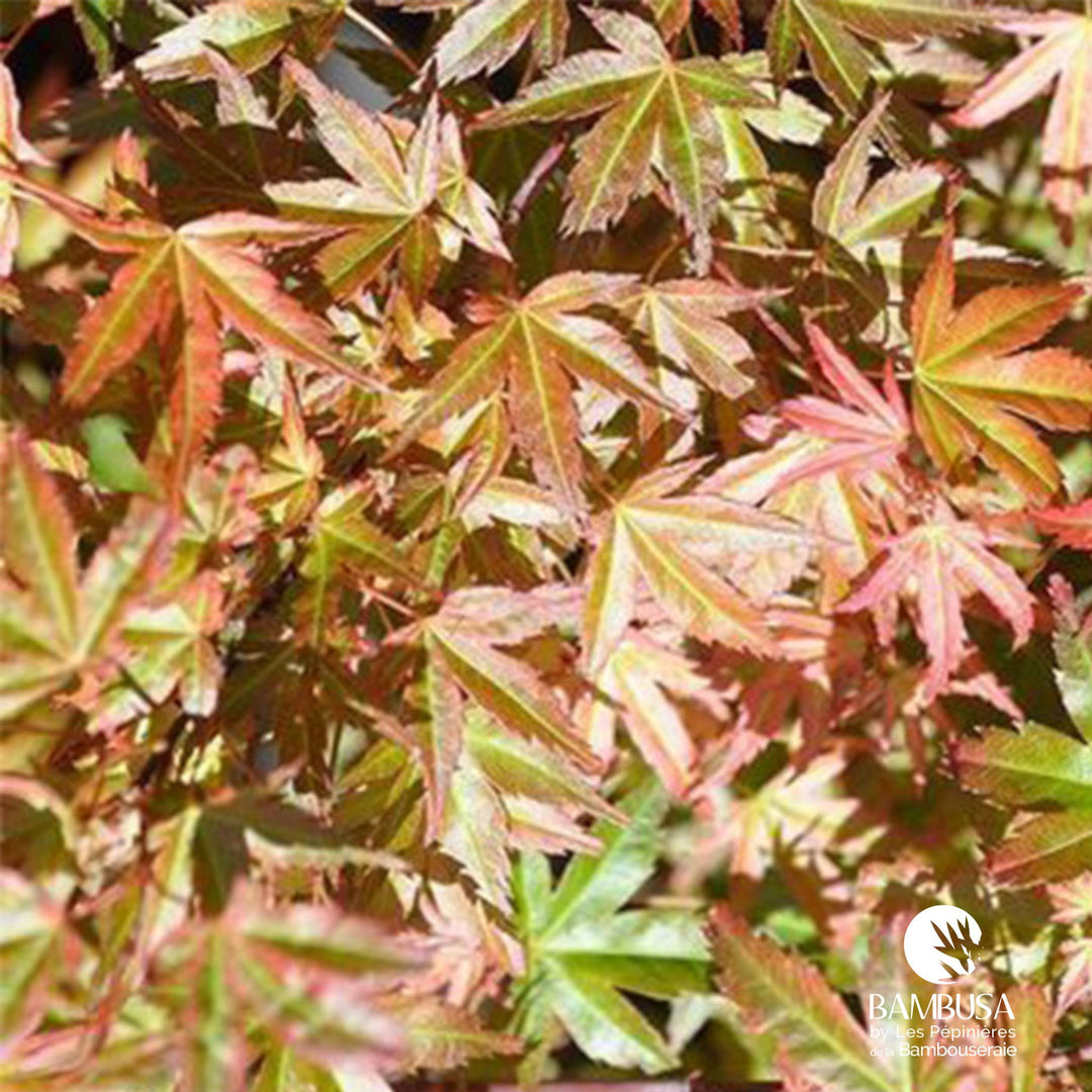 Acer palmatum &