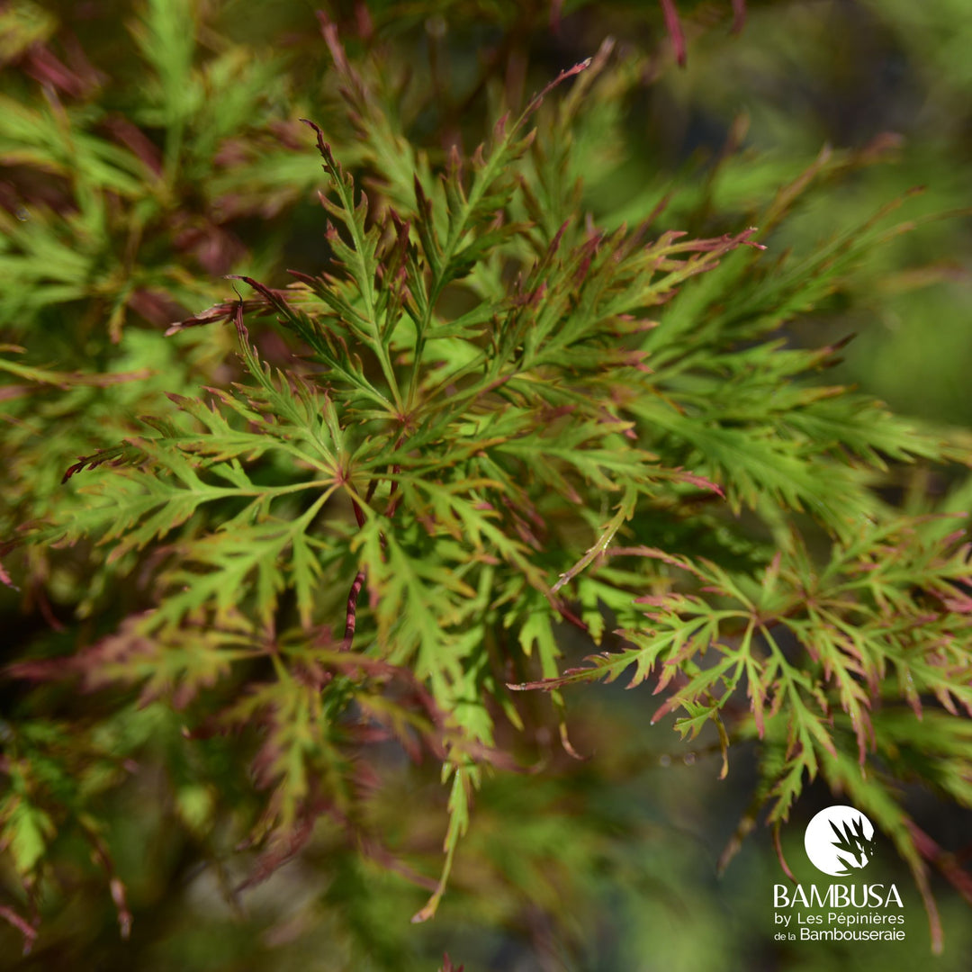 Acer palmatum dissectum &