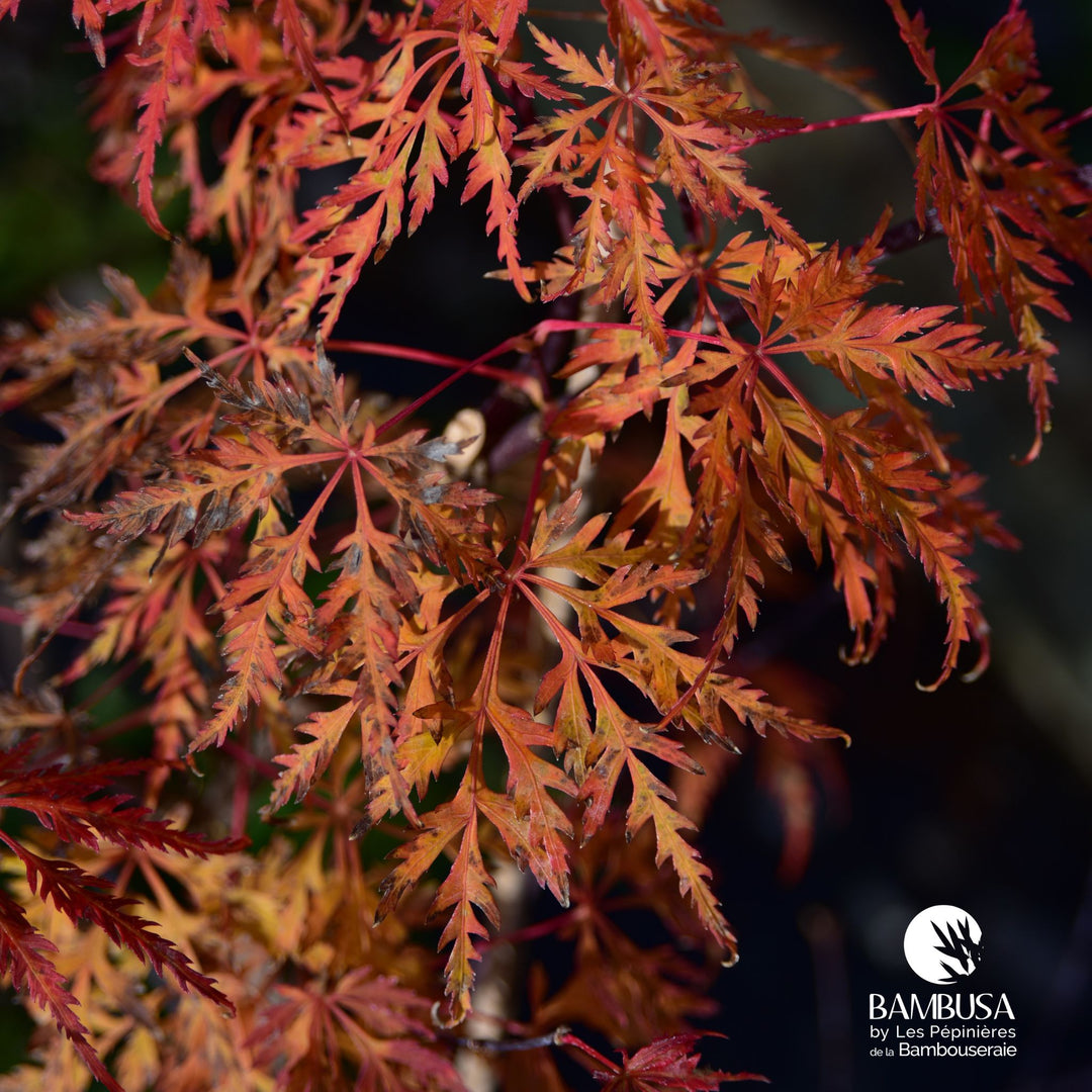 Acer palmatum dissectum 'Emma' | Érable du Japon 'Emma'