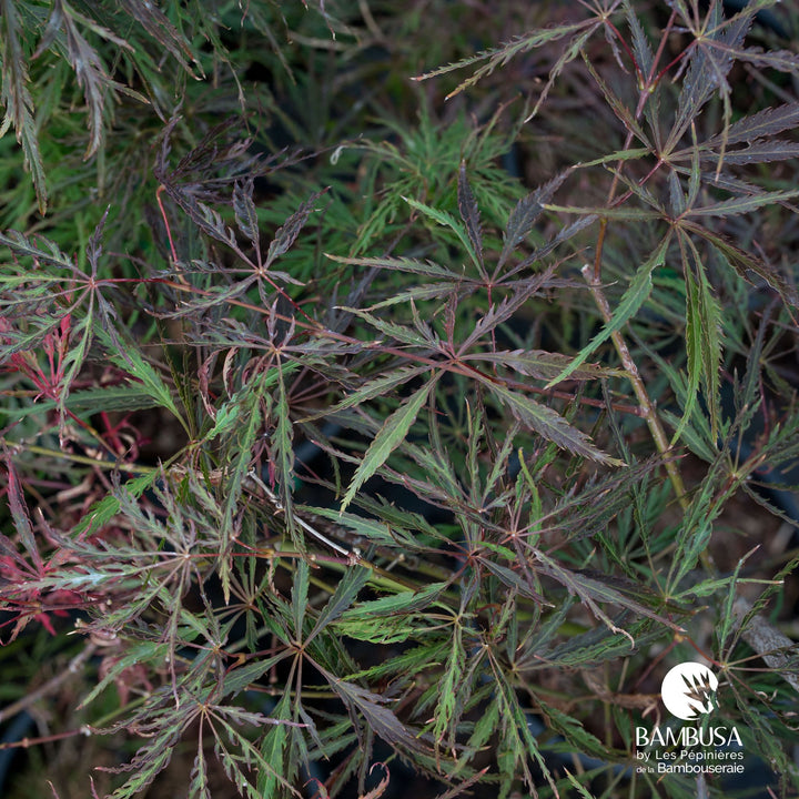 Acer palmatum dissectum &