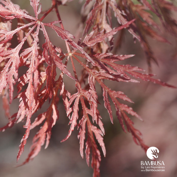 Acer palmatum dissectum &