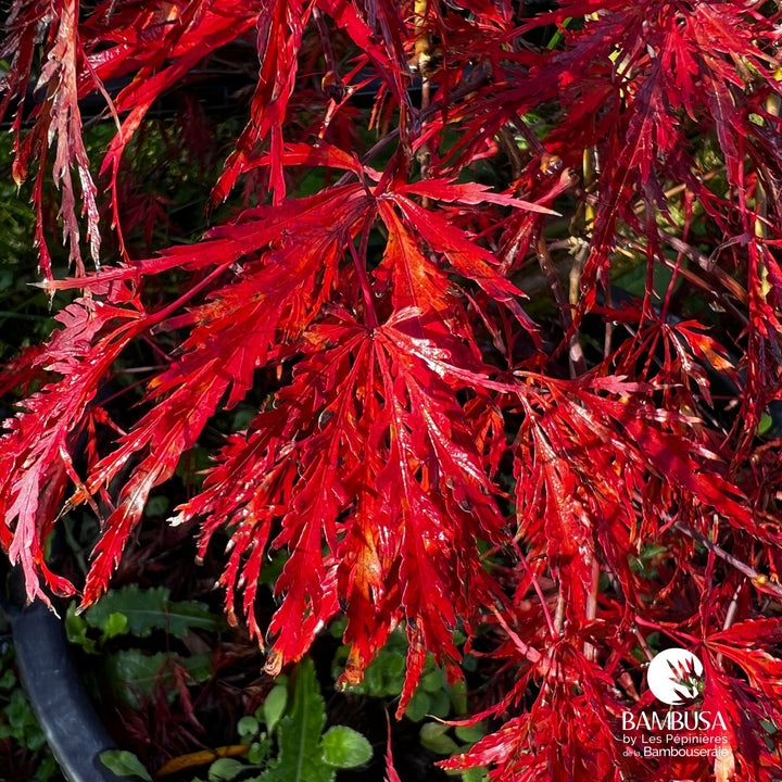 Acer palmatum dissectum &
