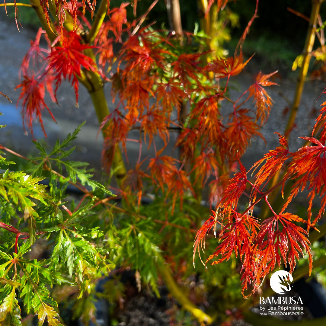 Acer palmatum dissectum &