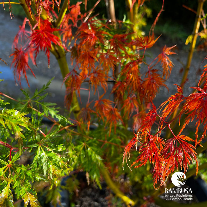 Acer palmatum dissectum &