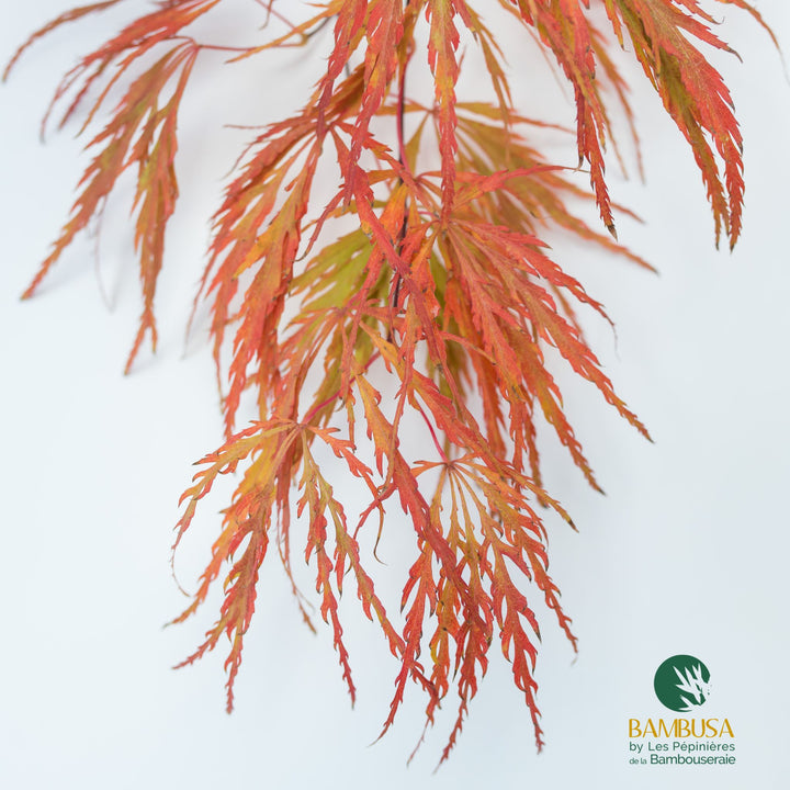 Acer palmatum dissectum &