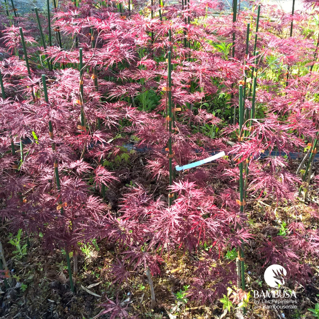 Acer palmatum dissectum &