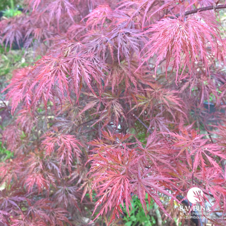 Acer palmatum dissectum &