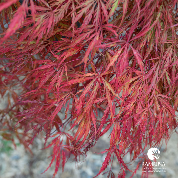 Acer palmatum dissectum &