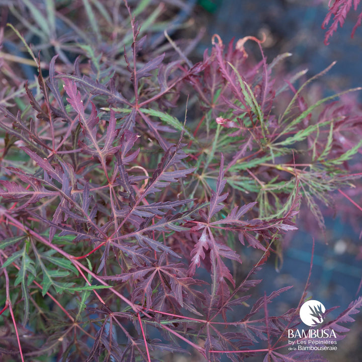 Acer palmatum dissectum &