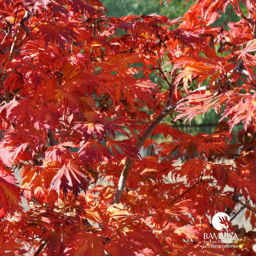 Acer japonicum &