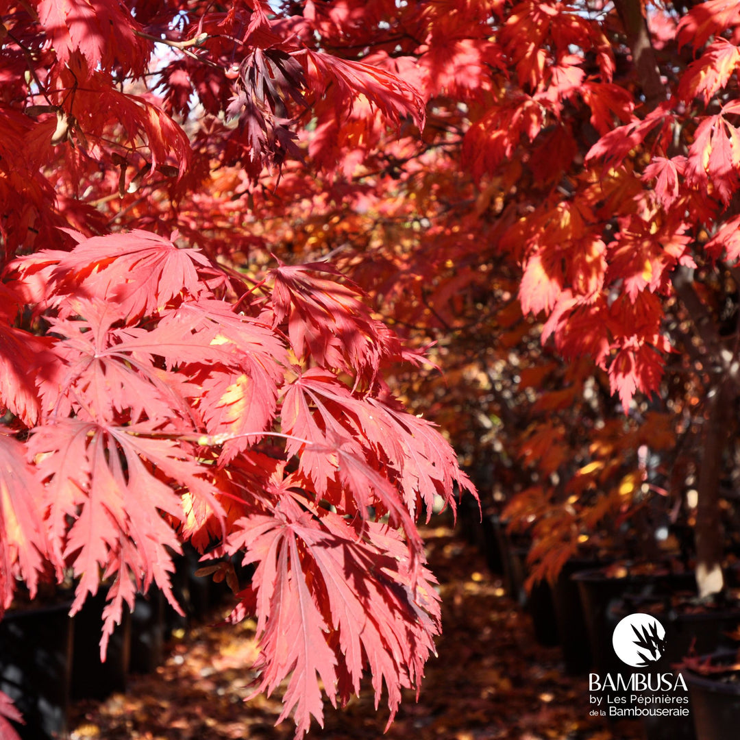 Acer japonicum &