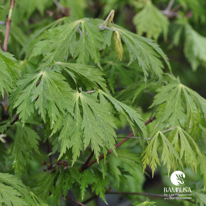Acer japonicum &