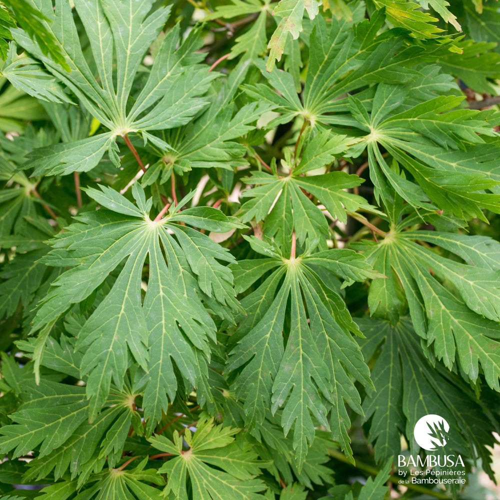 Érable de pleine lune 'Aconitifolium' au feuillage vert