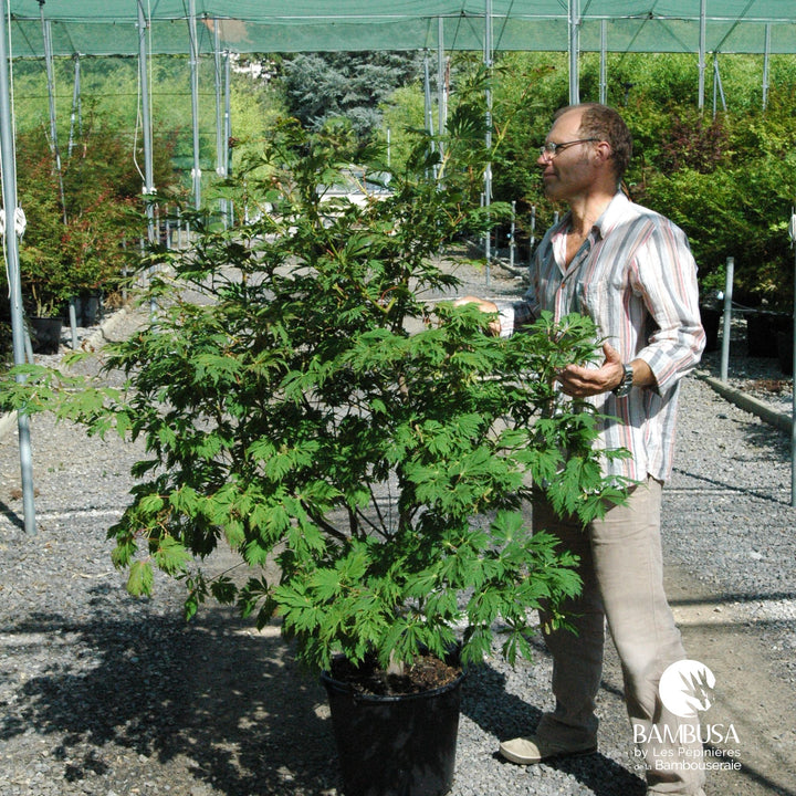 Acer japonicum &