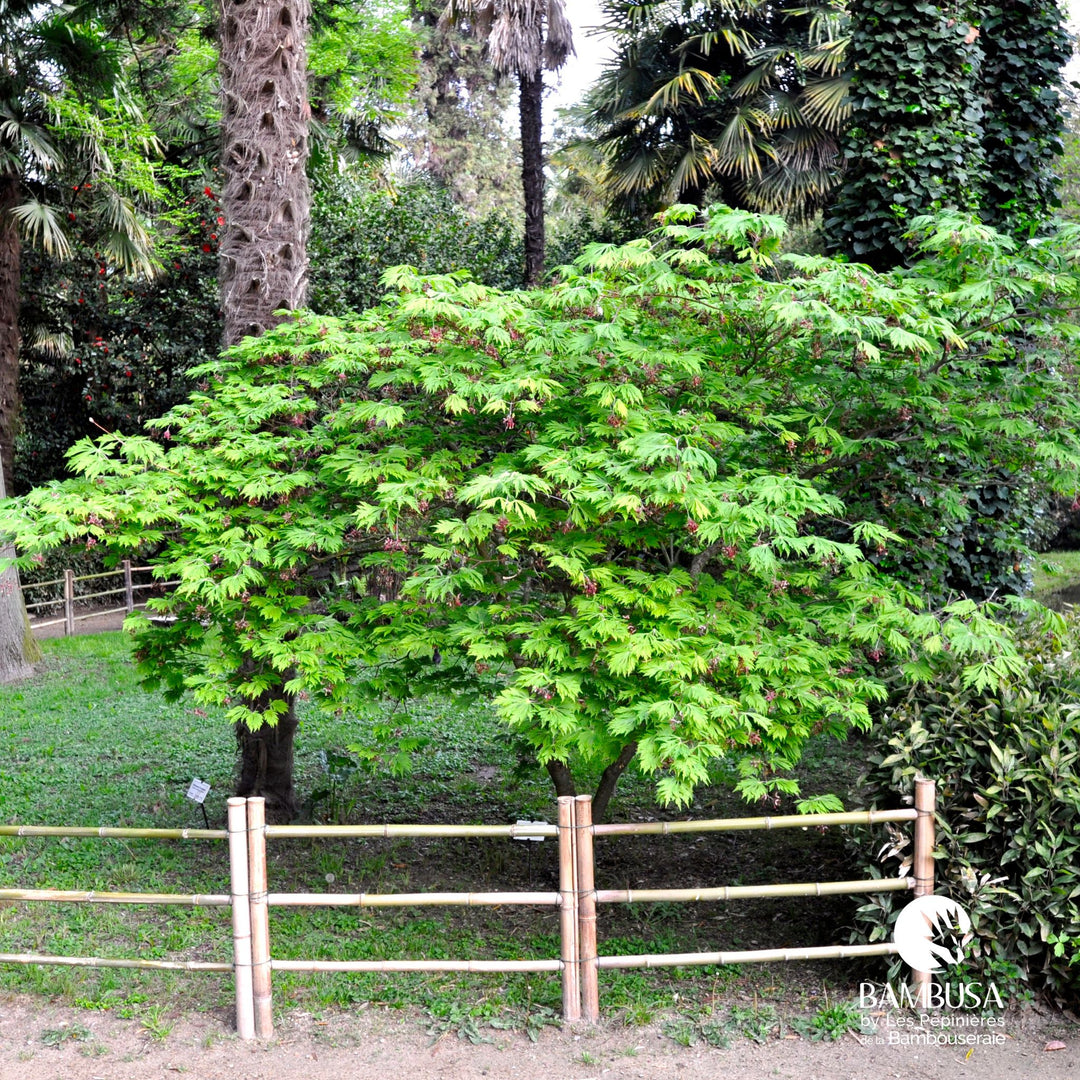 Acer japonicum 'Aconitifolium' | Érable de pleine lune 'Aconitifolium'