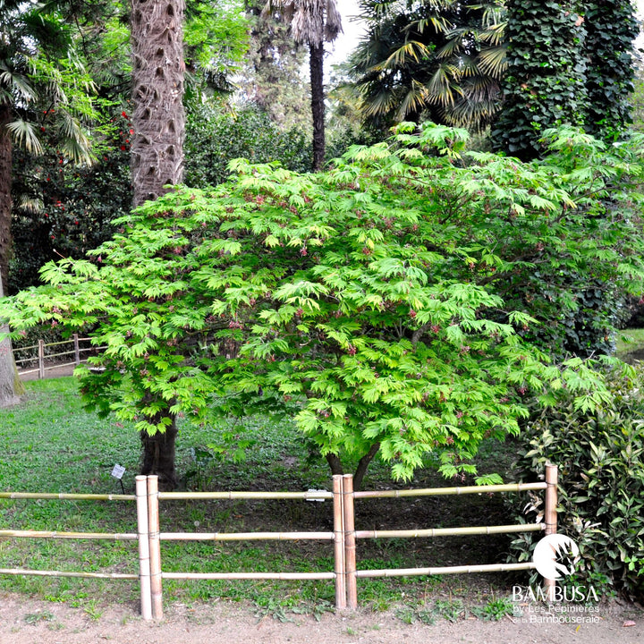 Acer japonicum &