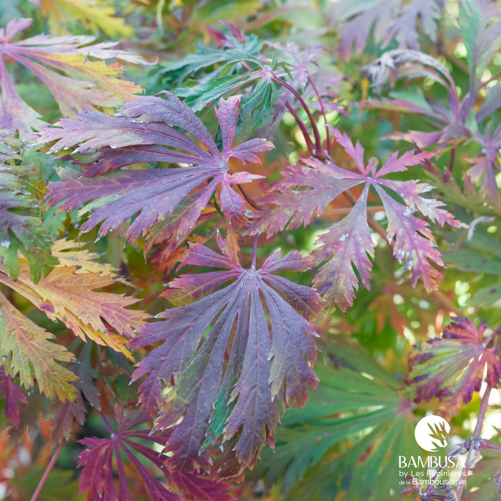 Acer japonicum &
