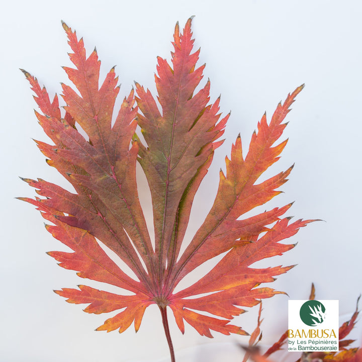 Acer japonicum &