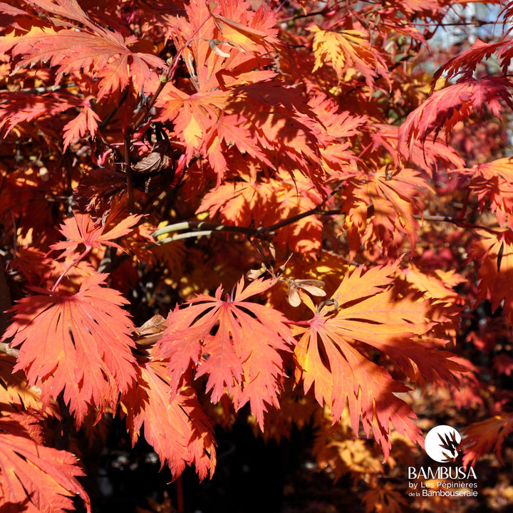 Acer japonicum &