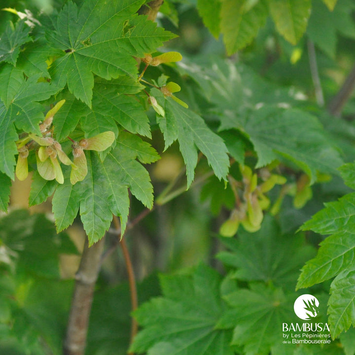 Acer japonicum &