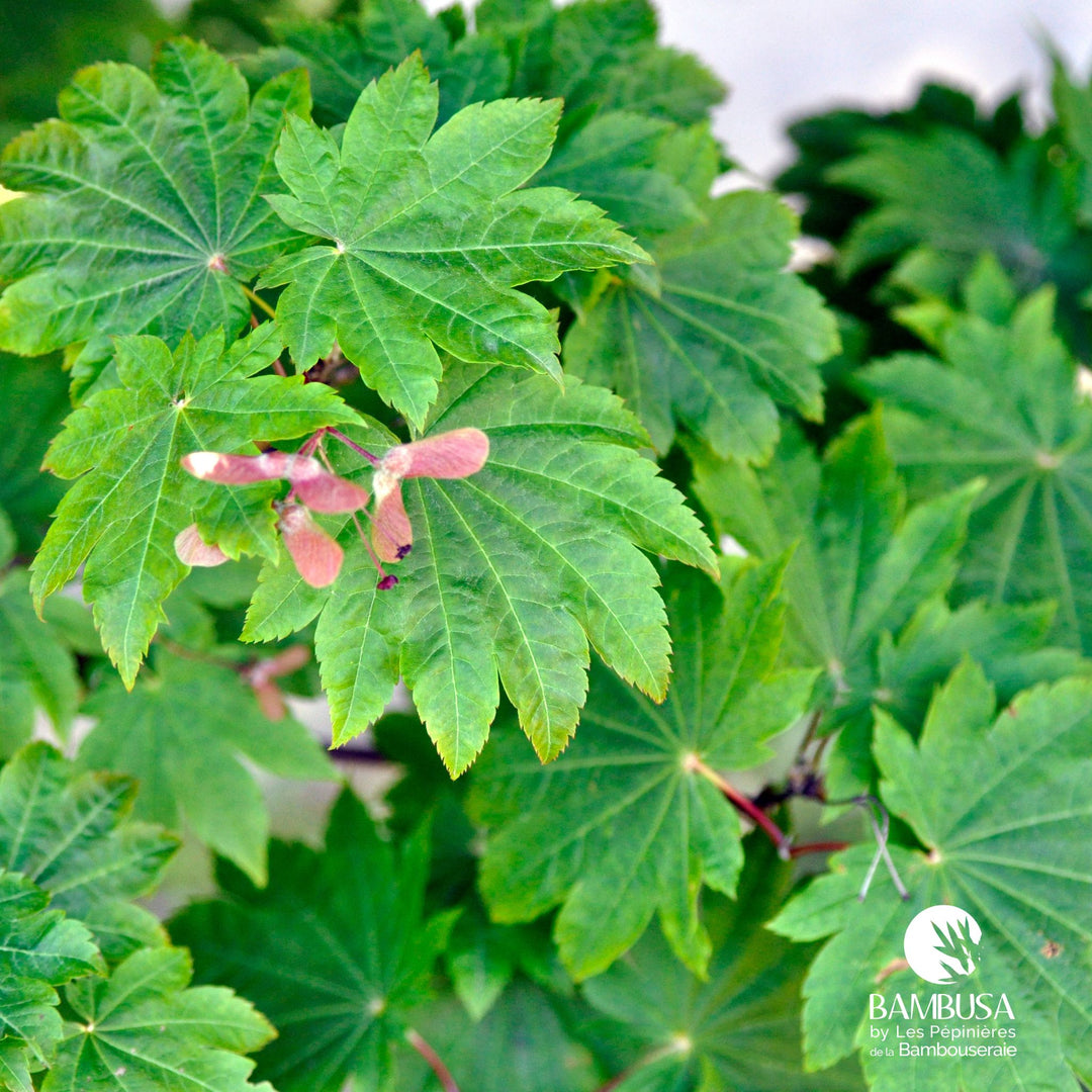 Acer japonicum &
