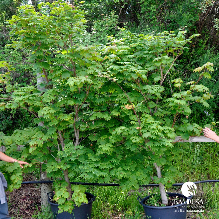 Acer japonicum &