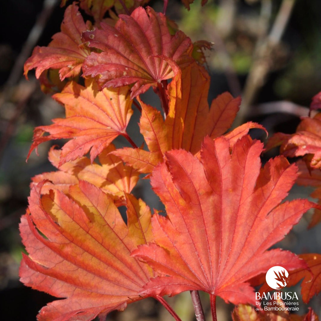 Acer japonicum &