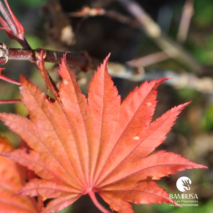 Acer japonicum &