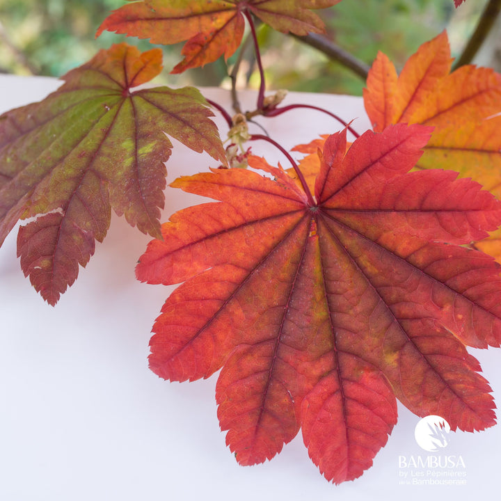 Acer japonicum &