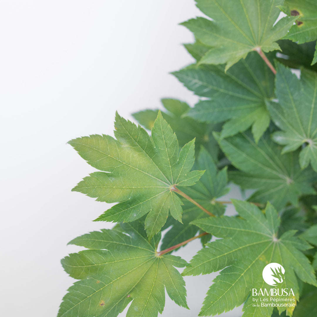 Acer japonicum &