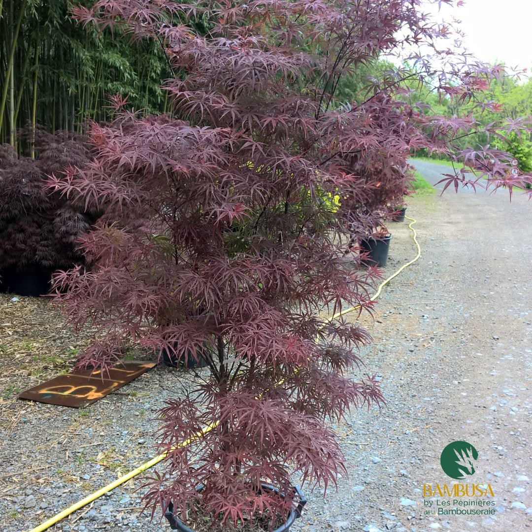 Acer palmatum &