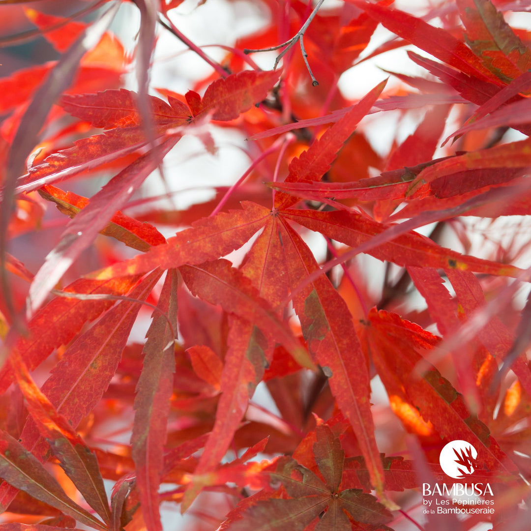 Acer palmatum 'Atrolineare' | Érable du Japon 'Atrolineare'