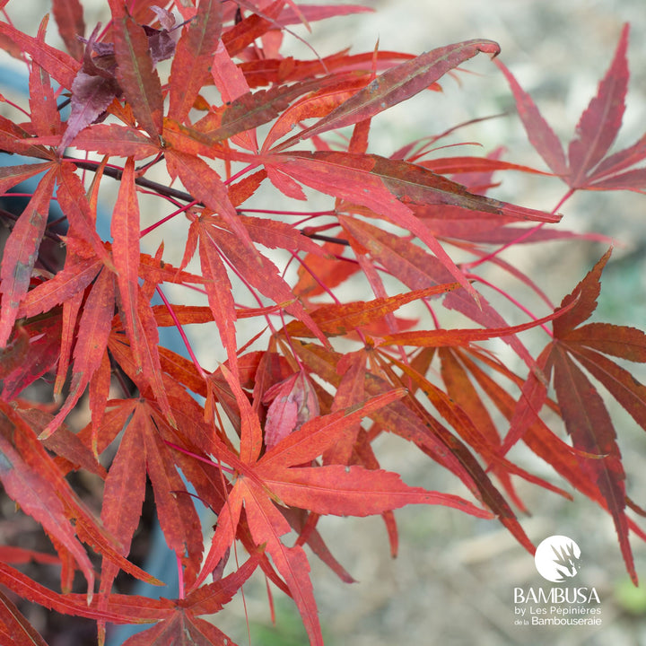 Acer palmatum &