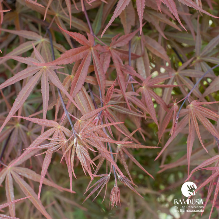 Acer palmatum &