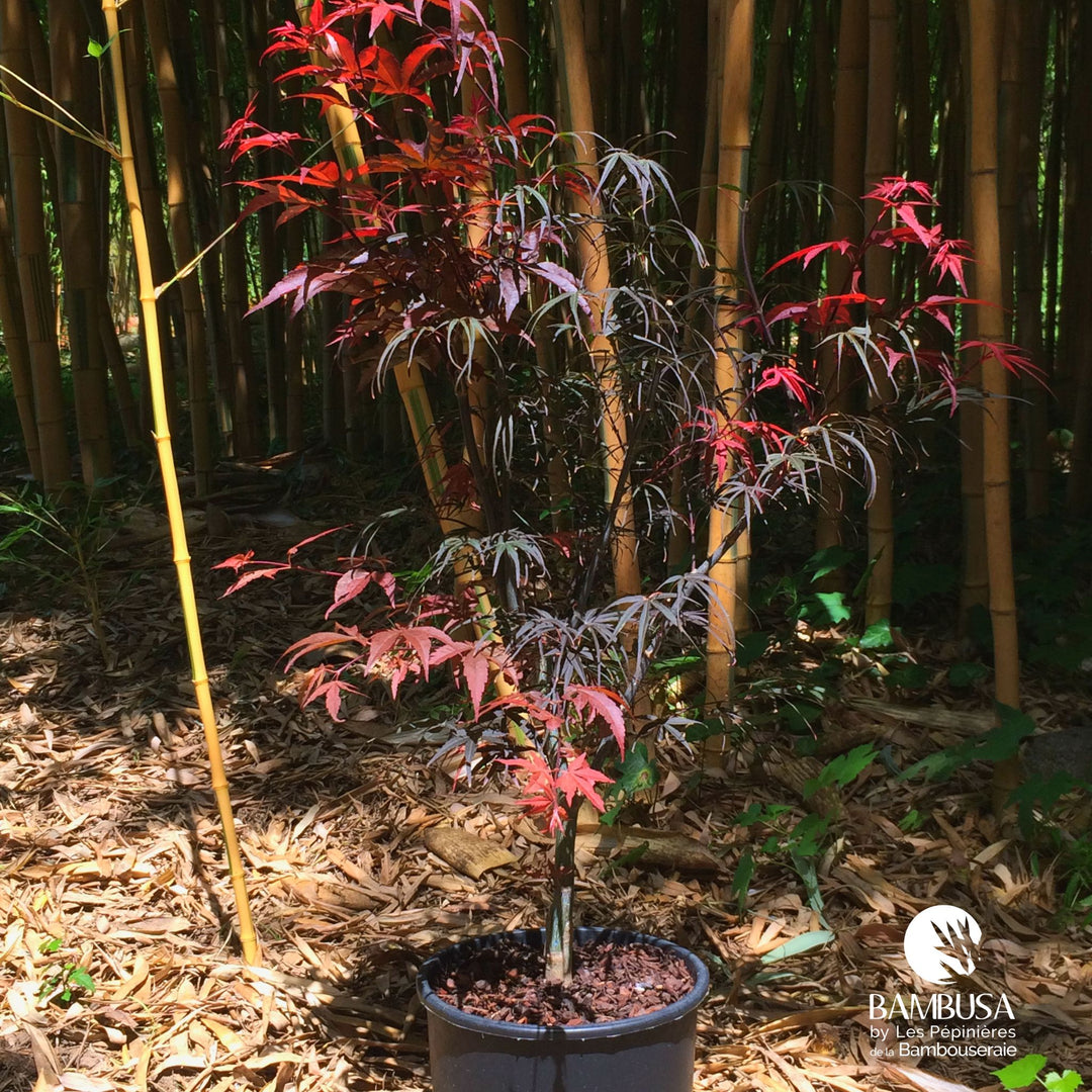 Acer palmatum &