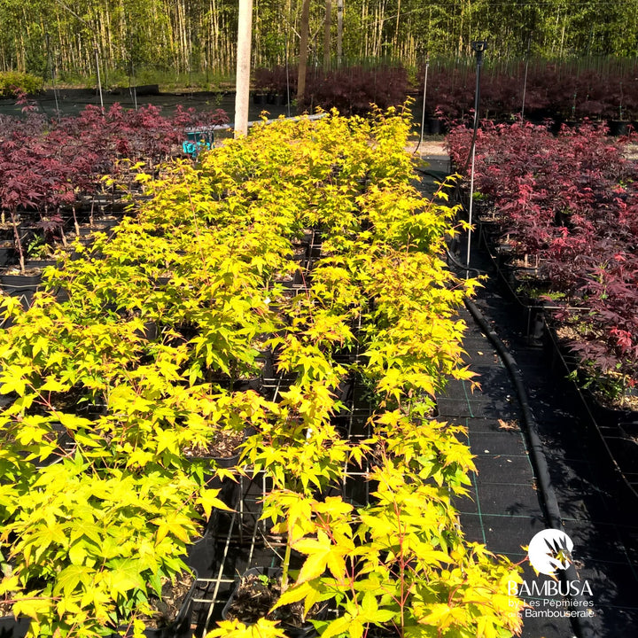 Acer palmatum &