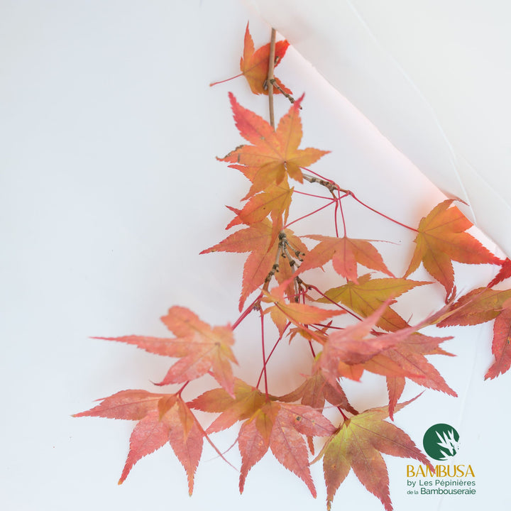 Acer palmatum &