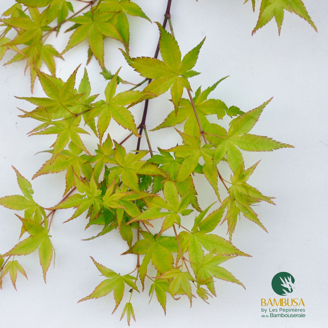 Acer palmatum &