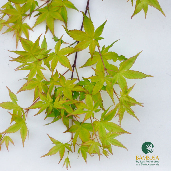 Acer palmatum &